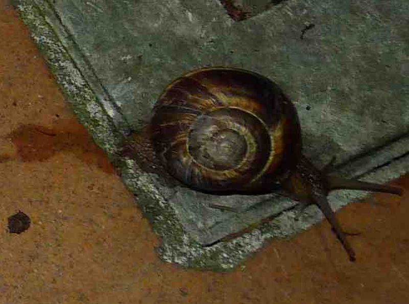 Chilostoma saltellante